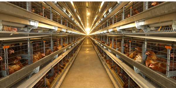  4G Power Status Monitoring Alarm Used in Chicken Farm - IoT ONE Case Study
