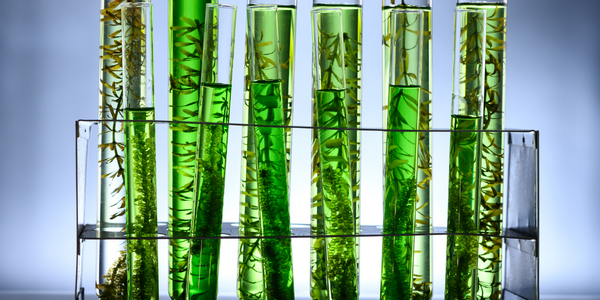  Algae Lab Systems Case Study  - IoT ONE Case Study