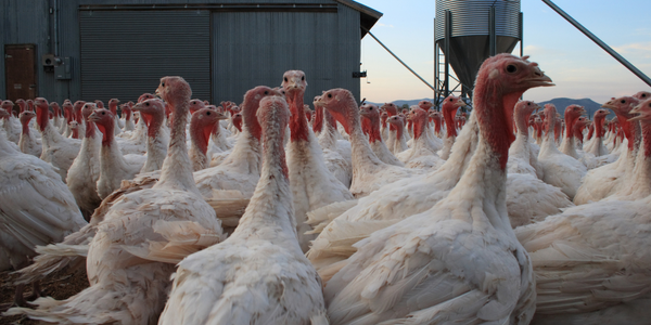 Keeping Bernard Matthews Turkey Farms Warm This Christmas - IoT ONE Case Study