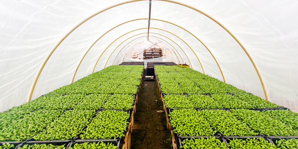  Remote Monitoring and Controlling of Greenhouses - IoT ONE Case Study