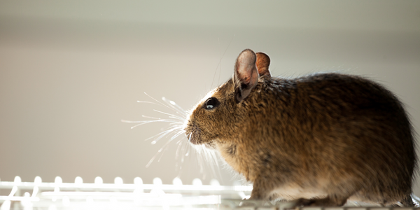  Revolutionizing Rodent Control - IoT ONE Case Study
