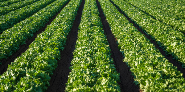  Smart, Connected Applications Maximize Agricultural Business Performance - IoT ONE Case Study